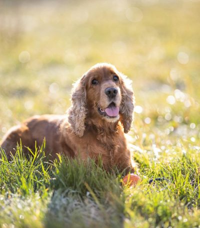 golden cocker spaniel tamil nadu