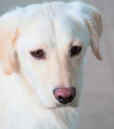 Labrador Retriever - Golden