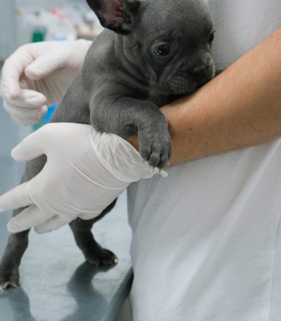 are blue french bulldog Tamil Nadu puppy with silver-grey coat at Pets Online