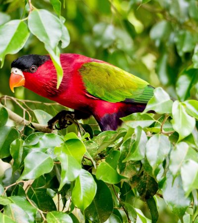 Red-collared Lorikeet