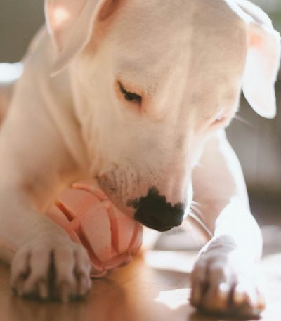 Dogo Argentino Puppy