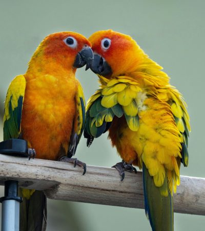Sun Conure Price & Availability In Tamilnadu
