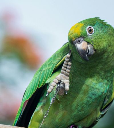 Orange Wing Amazon Parrots
