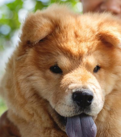 fawn chow chow tamil nadu