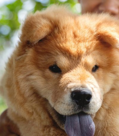 fawn chow chow tamil nadu