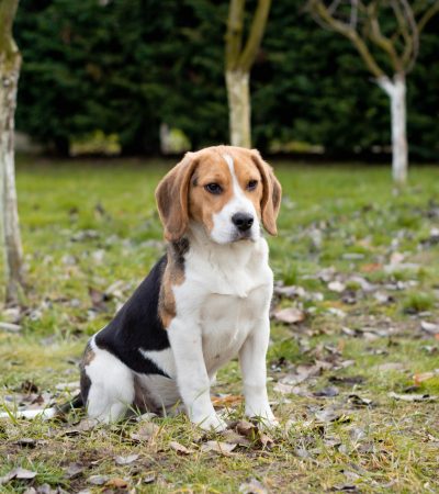 tri color beagle tamil nadu