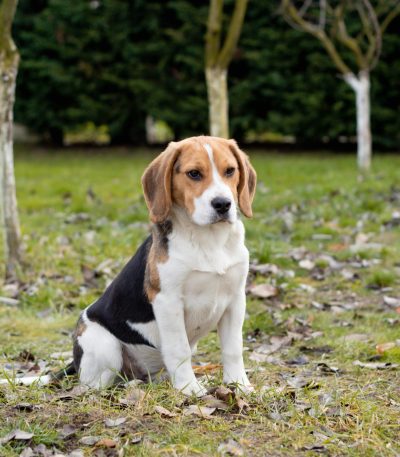 tri color beagle tamil nadu