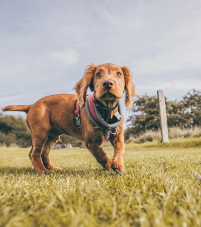 chocolate cocker spaniel tamil nadu