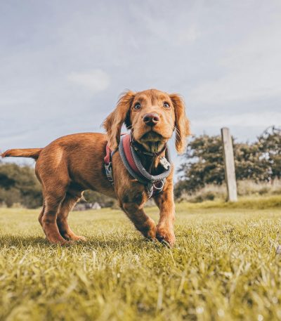 chocolate cocker spaniel tamil nadu