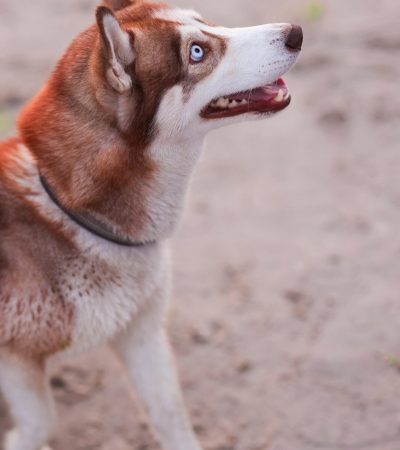 copper blue eye husky tamil nadu puppy with vibrant reddish-brown fur and piercing ice-blue eyes