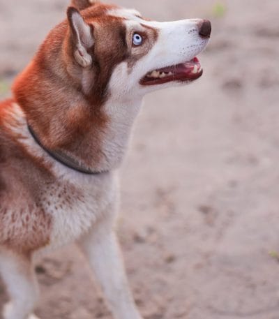 copper blue eye husky tamil nadu puppy with vibrant reddish-brown fur and piercing ice-blue eyes