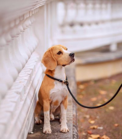 Beagle | Lemon & White | Puppy