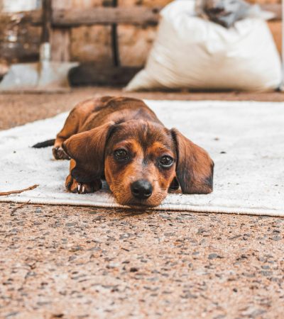 chocolate dachshund tamil nadu