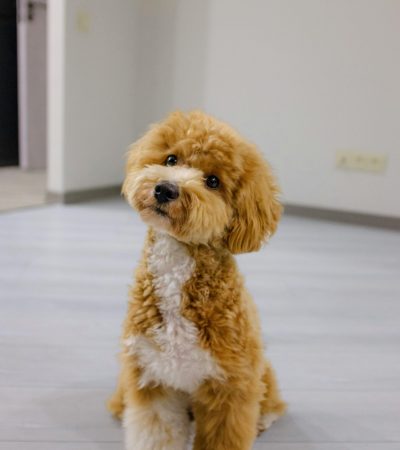 Toy Poodle Puppy