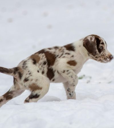 Dalmatian Puppy / Adults - White & Liver Brown