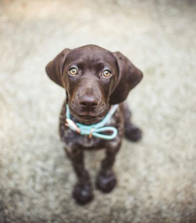 chocolate and tan dachshund tamil nadu