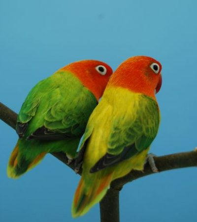 green euwing opaline love birds tamil nadu