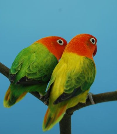 green euwing opaline love birds tamil nadu