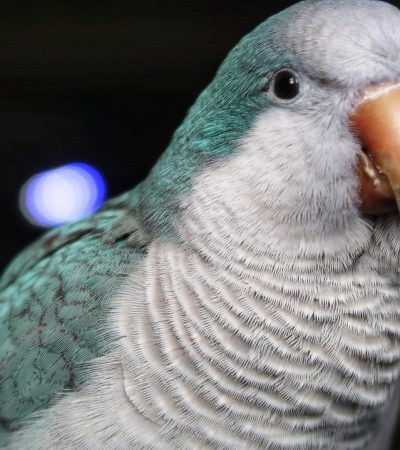 blue quaker parrot tamil nadu