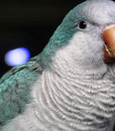 blue quaker parrot tamil nadu