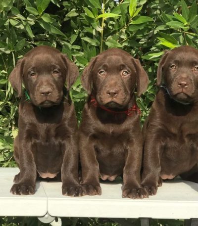 chocolate labrador puppy tamil nadu with a rich liver-colored coat and broad heavy bone structure
