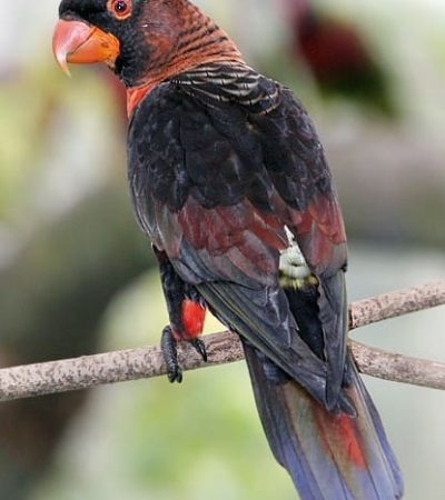 Dusky Lorikeet